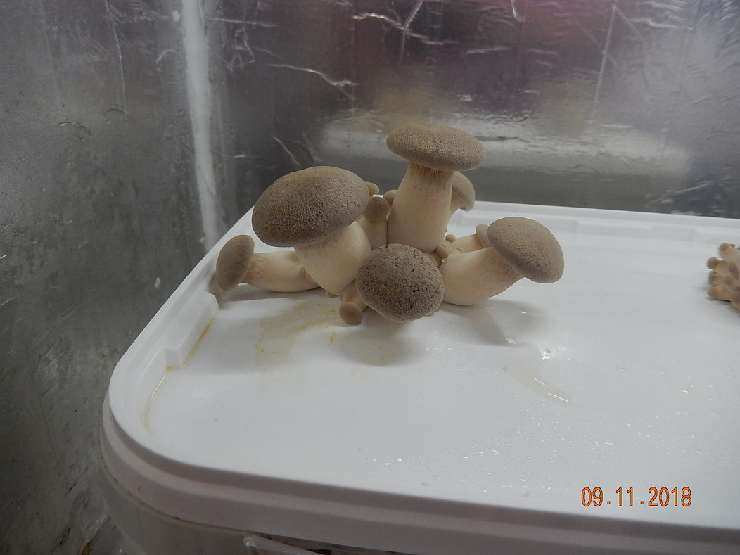 Фото эрингов, выращенных Юрием Николаевичем