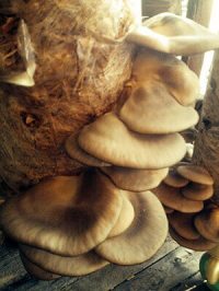 Фото вешенки, выращенной Юлией из Иркутска