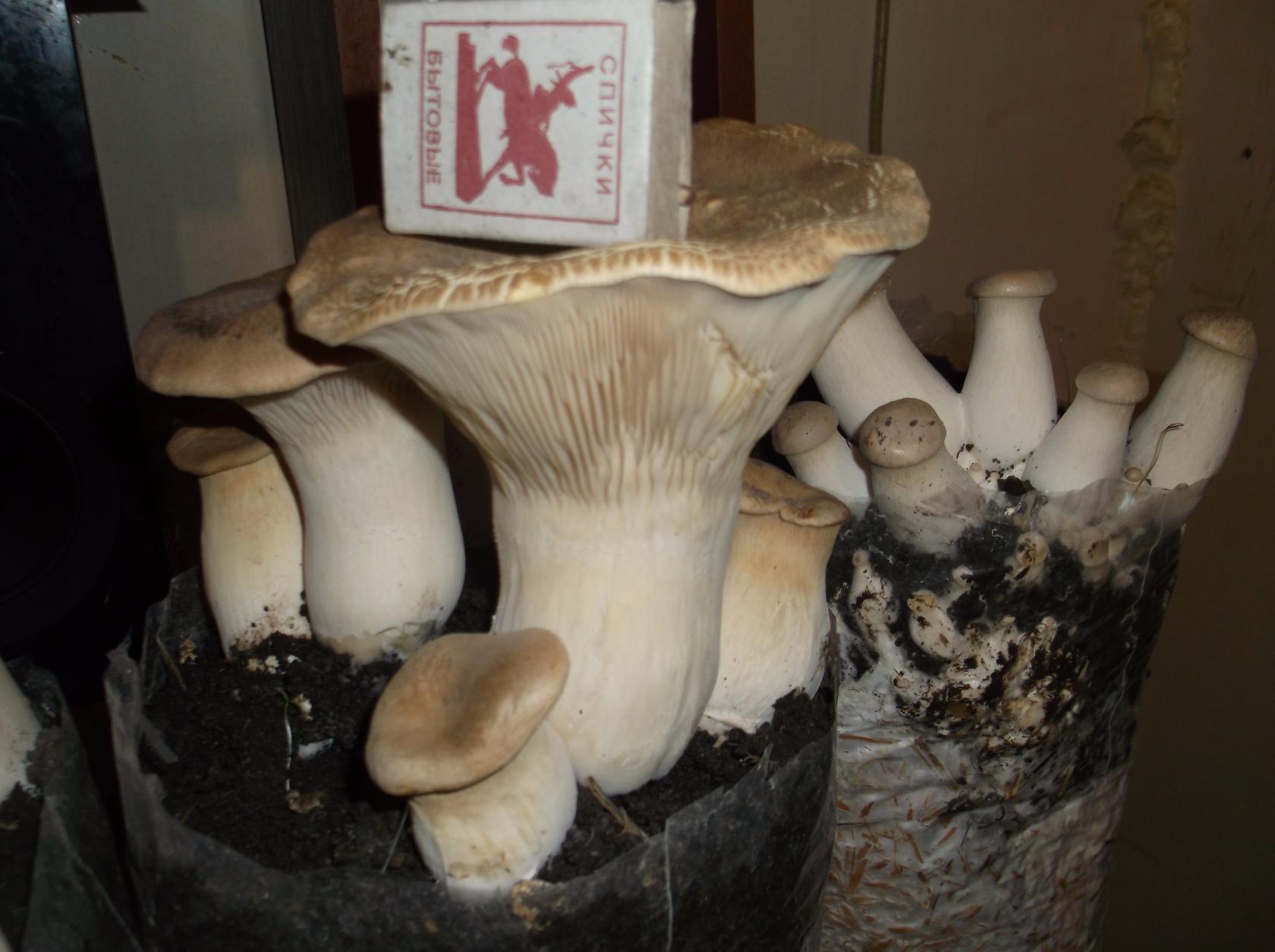 Фото эрингов, выращенных М. Карповым